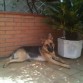 Mi Maya disfrutando de su rincón favorito de la terraza al poco de cumplir su primer añito, tan graciosa como siempre posando para la cámara.